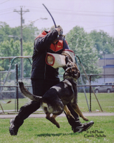 Ayro at the 2011 GSDCA-WDA National Championships